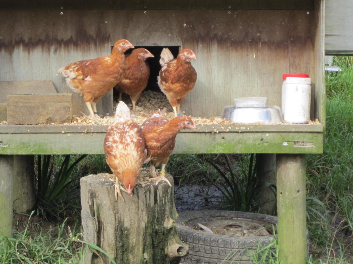 הוילה Kaipara Flats The Hen House מראה חיצוני תמונה